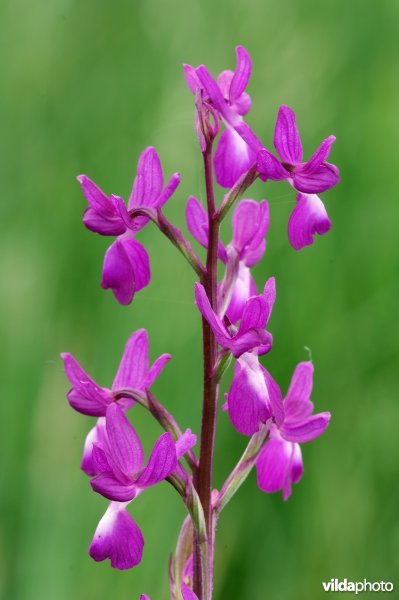 ijle orchis
