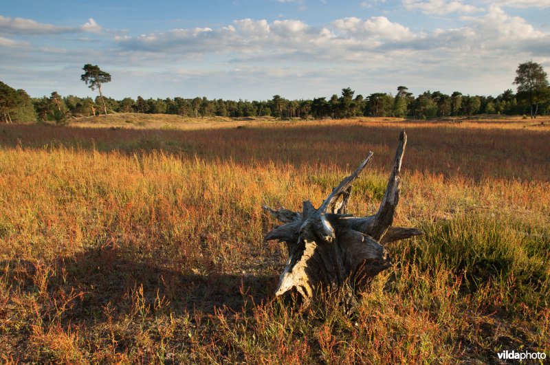 Leersumse Veld