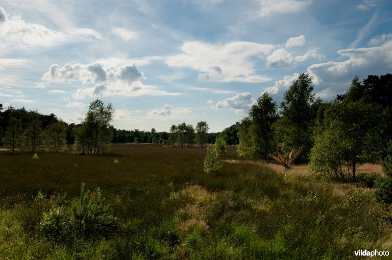 Leersumse Veld