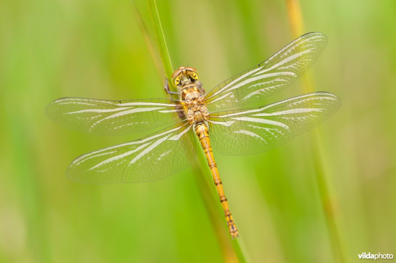 Steenrode heidelibel