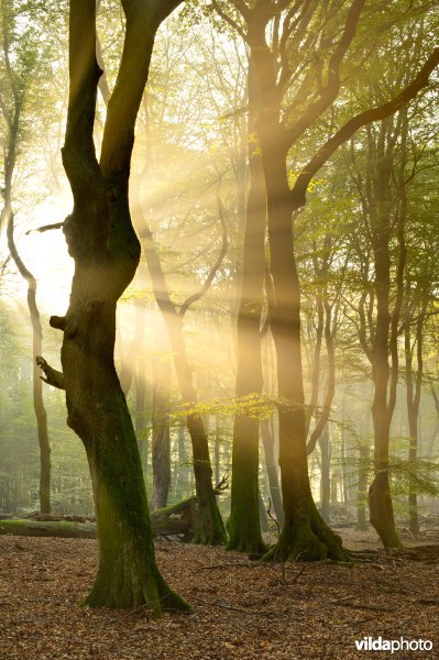 Zonnestralen in beukenbos