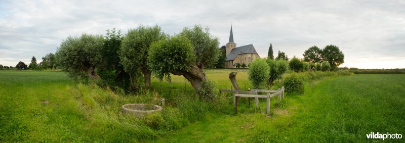 Wilgen aan kerkenpad Voorst
