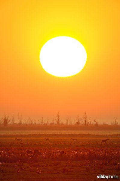 Edelherten in de Oostvaardersplassen