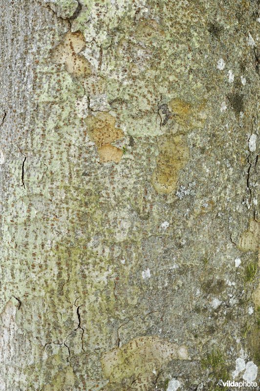 Kaukasische zelkova