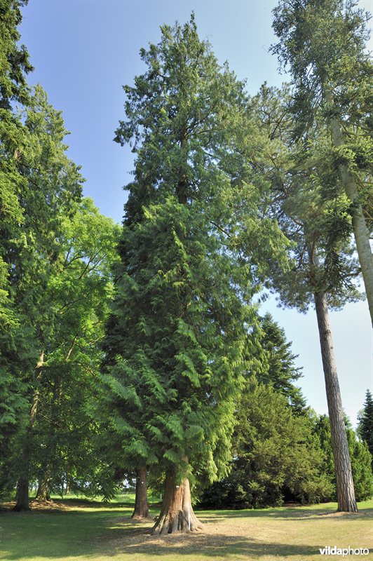 Reuzenlevensboom