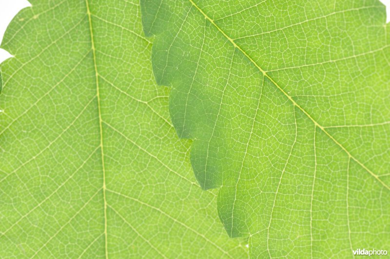 Kaukasische zelkova