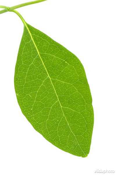 Wilde kamperfoelie