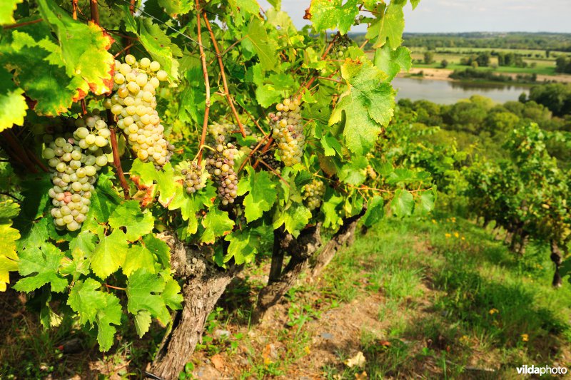 Wijngaarden van de Loire