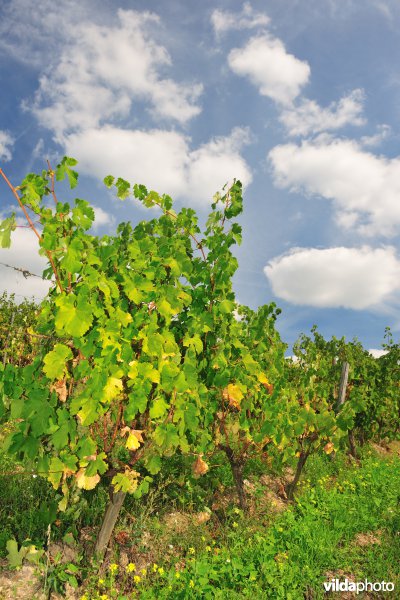 Wijngaarden van de Loire