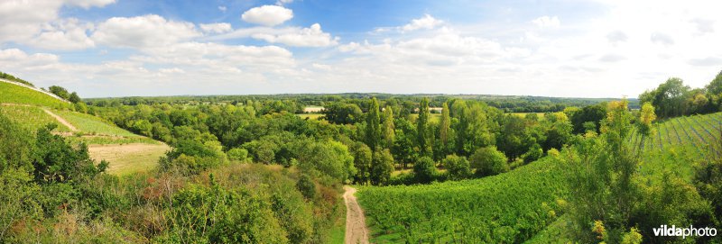 Wijngaarden van de Loire