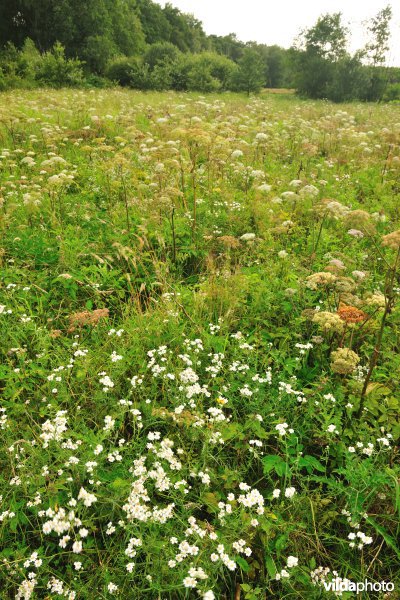 Vallei van de Zwarte beek