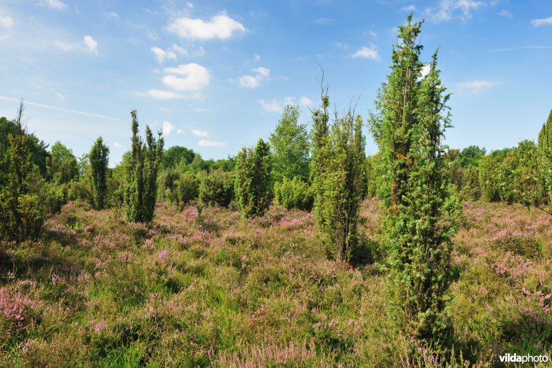 Heiderbos in Opglabbeek