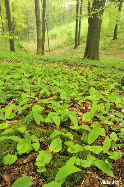Natuurreservaat Hogenbos