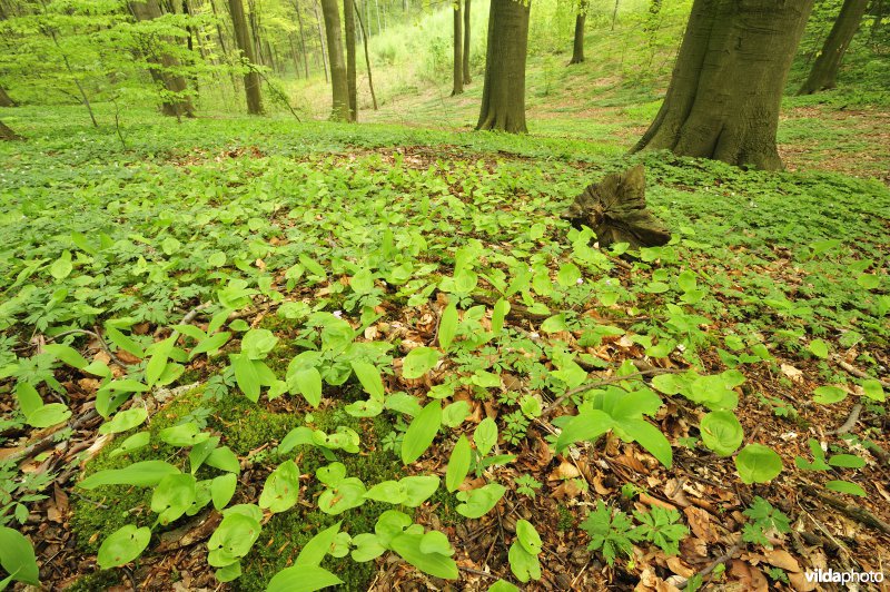 Natuurreservaat Hogenbos