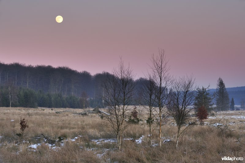 Venen van Malchamps