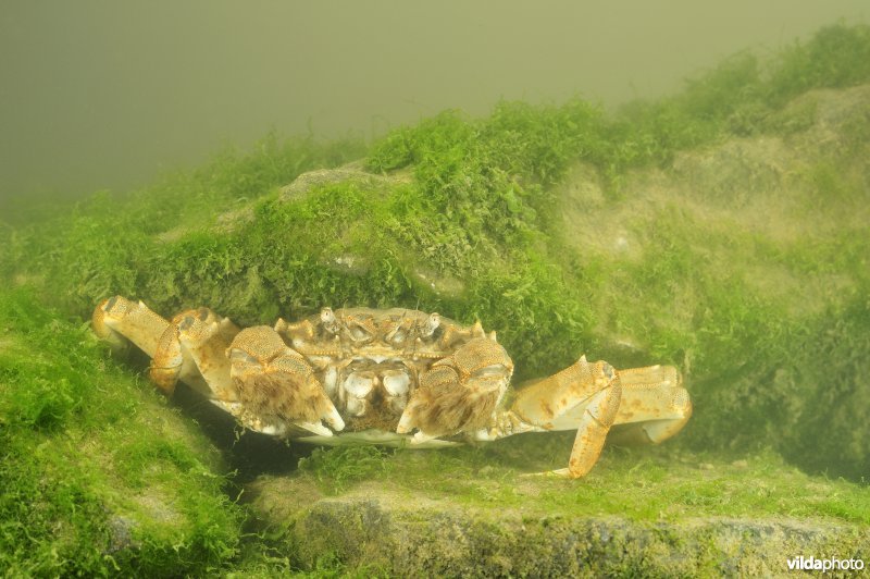 Chinese wolhandkrab