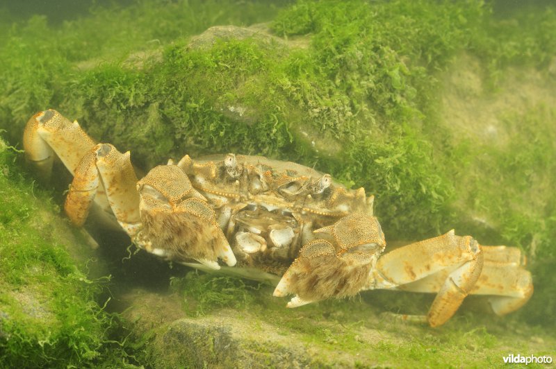 Chinese wolhandkrab tussen breukstenen