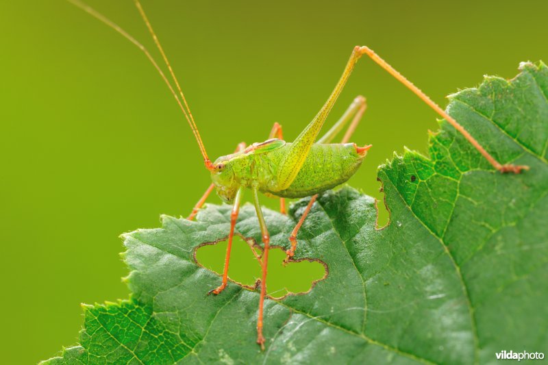Juveniele Zaagsprinkhaan