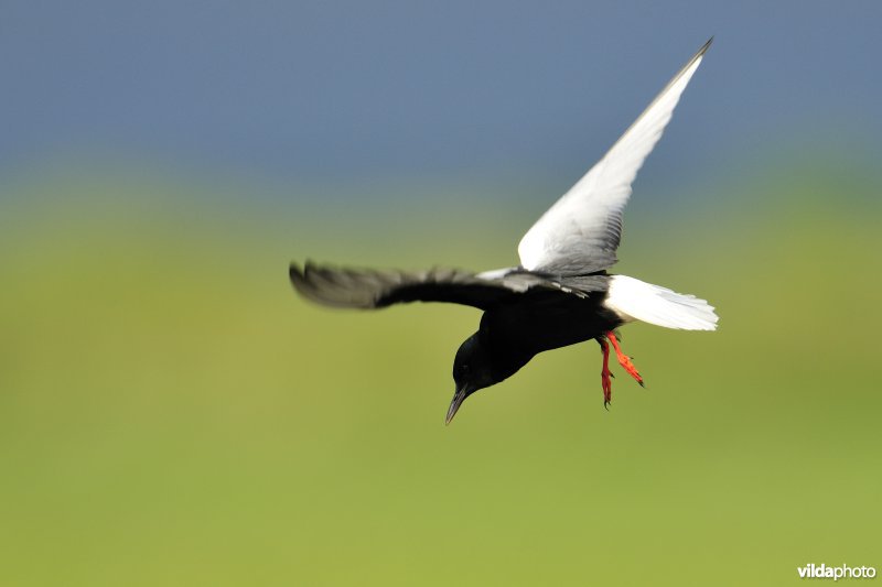 Biddende Witvleugelstern