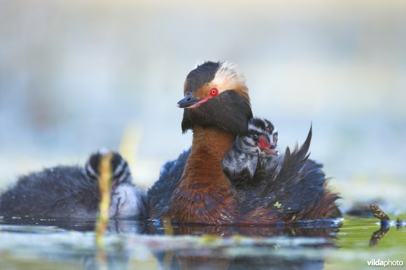 Kuifduiker met jongen