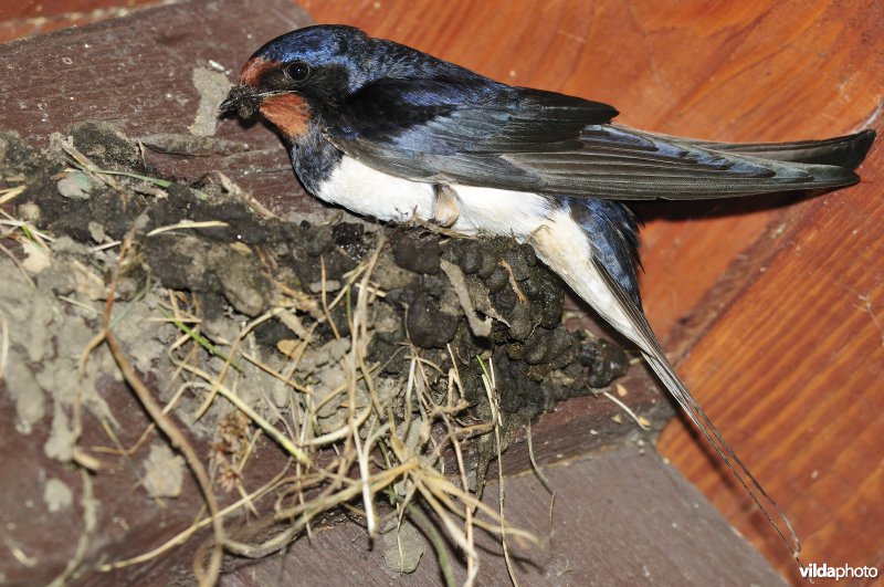 Boerenzwaluw bouwt nestje met modder