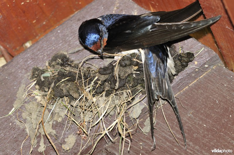 Boerenzwaluw bouwt nestje met modder