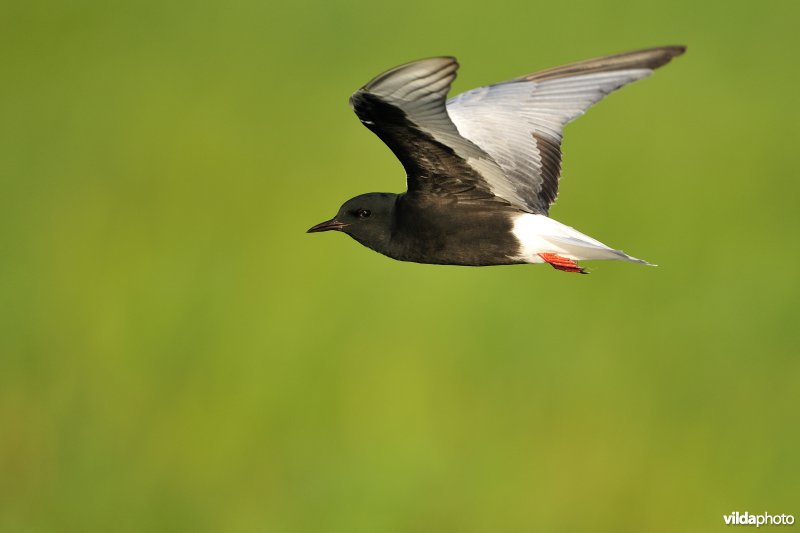 Vliegende Witvleugelstern