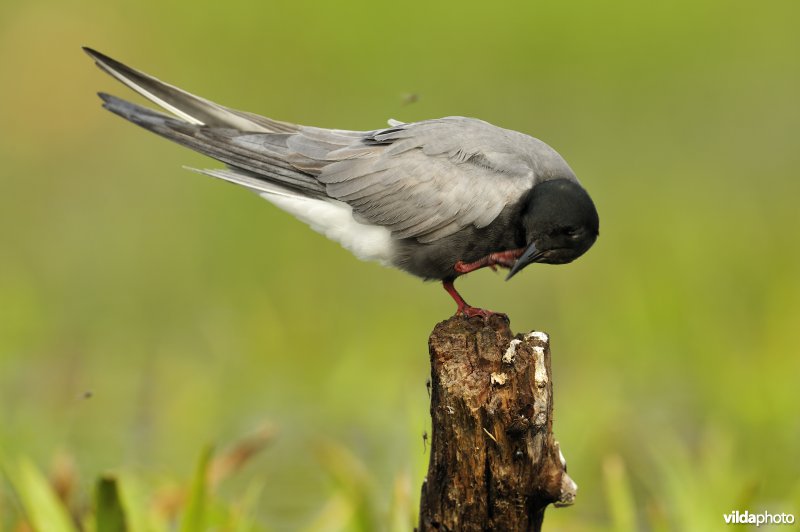 Krabbende Zwarte stern