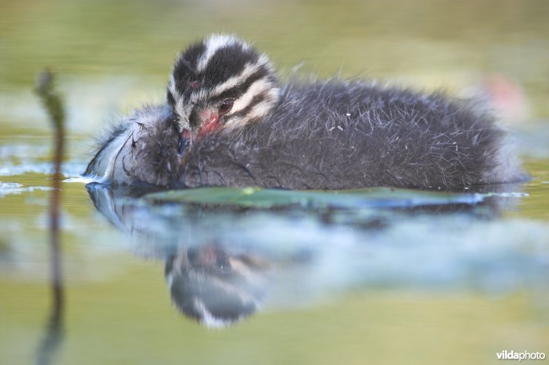 Indommelende jonge Kuifduiker