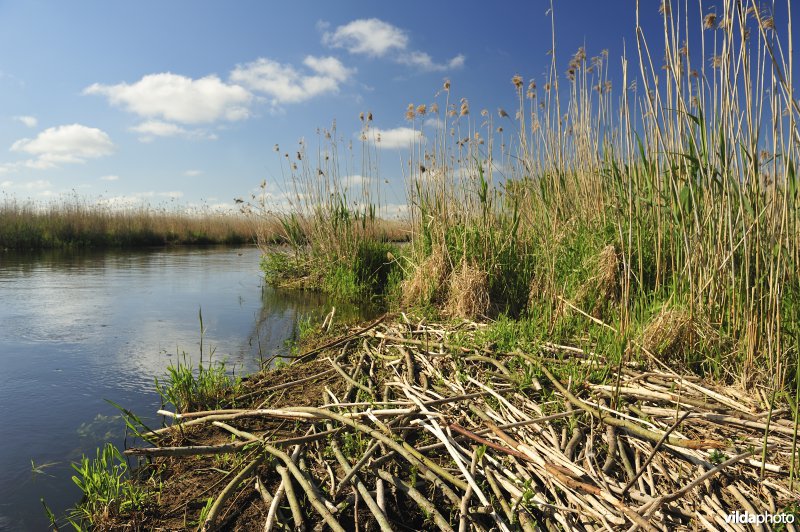 Sporen van Bever langs de Biebrza