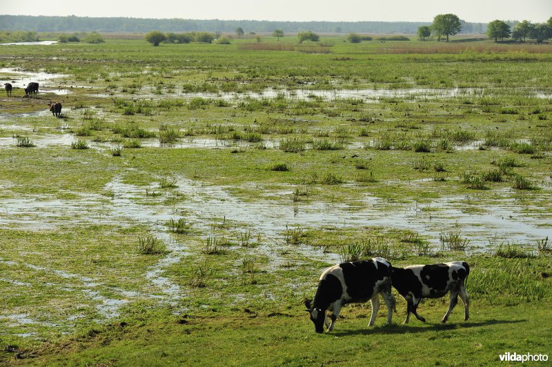 Vallei van de Biebrza