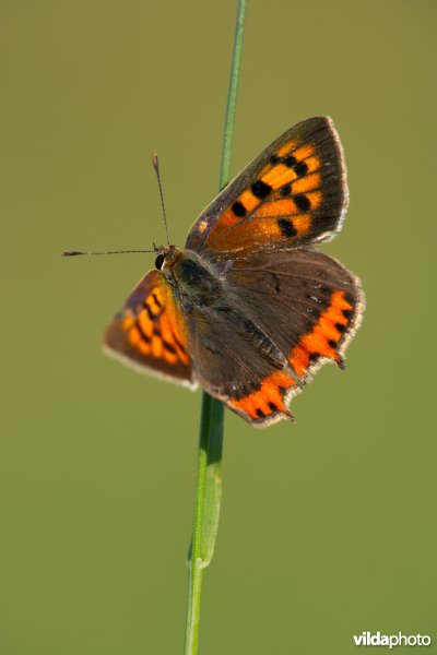 Kleine vuurvlinder