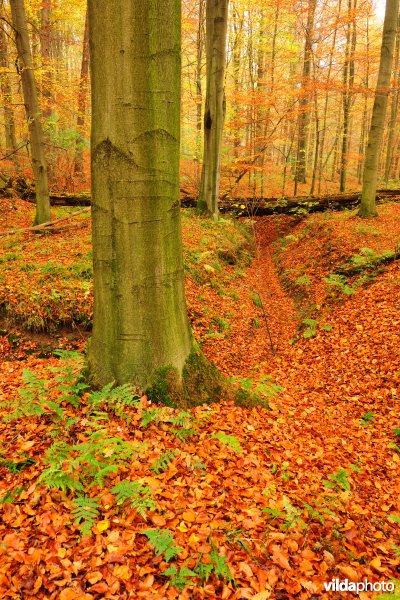 Bosreservaat Kersselaerspleyn