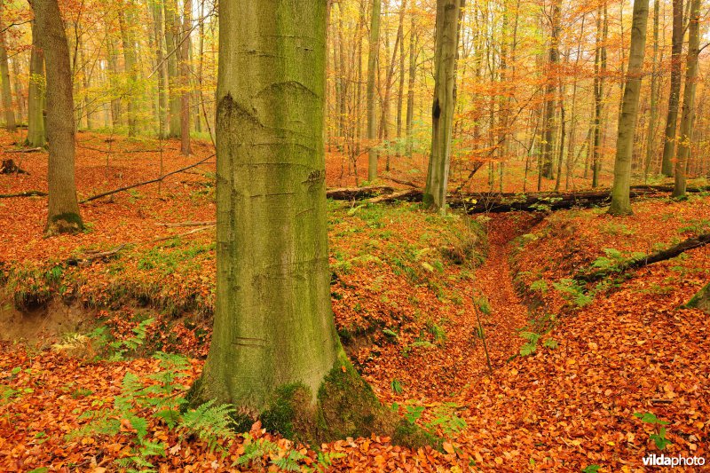 Bosreservaat Kersselaerspleyn