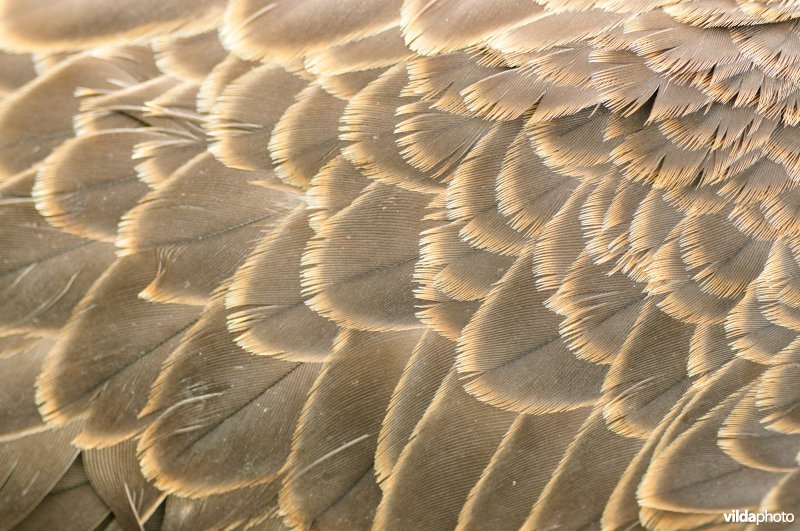 Pluimen van Slechtvalk