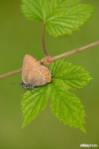 Zonnende Bruine eikenpage
