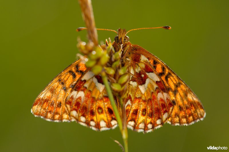 Veenbesparelmoervlinder