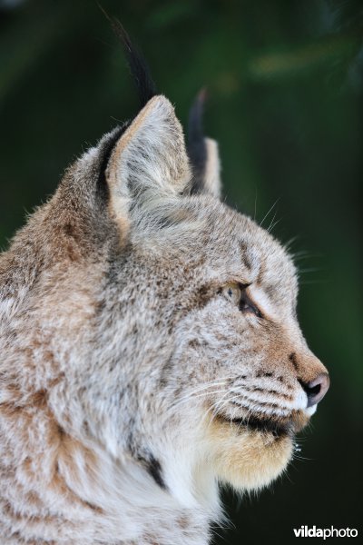 Kop van Lynx