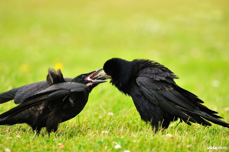 Jonge Roek wordt gevoederd