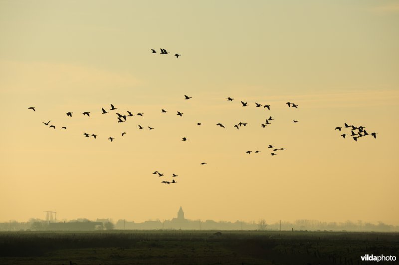 Kleine Rietganzen in de Uitkerkse Polders