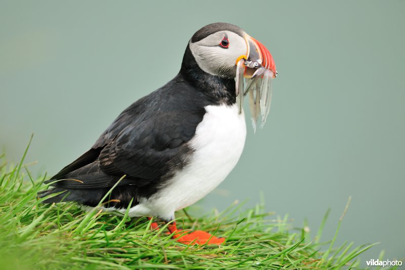 Papegaaiduiker met visjes