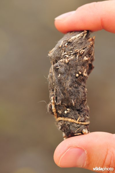 Braakbal van een Velduil