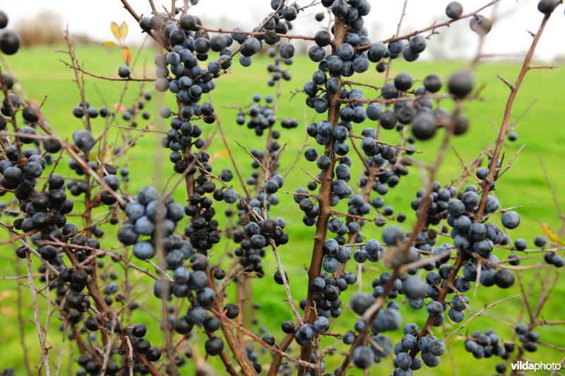 Besjes van Sleedoorn