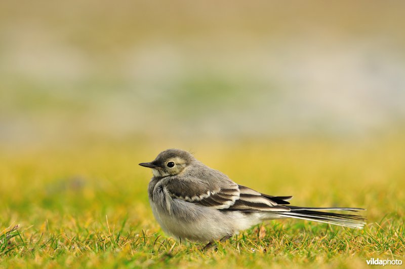 Juveniele rustende Rouwkwikstaart