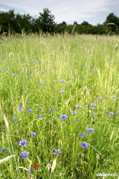 Akkertje met Korenbloemen