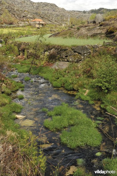 Goudstreepsalamanderhabitat