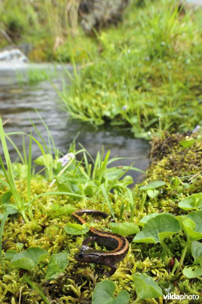 Goudstreepsalamander