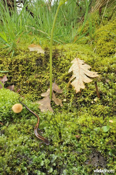 Goudstreepsalamander