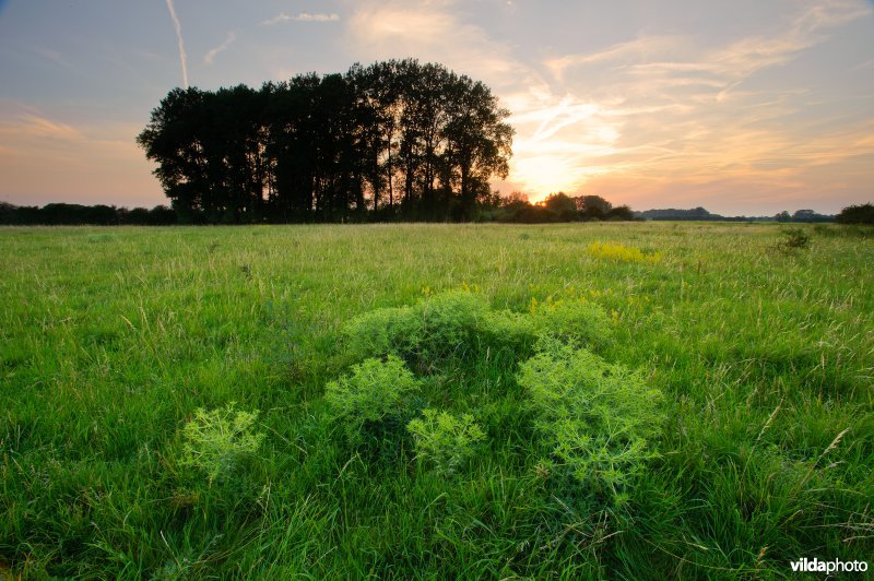 Kruisdistel in stroomdalgrasland