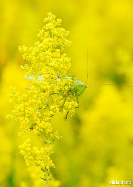 Grote groene sabelsprinkhaan